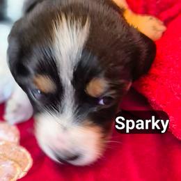SPARKY - Piebald male Dachshund puppy in Bangs, Texas from Lickin'bach Miniature Dachshunds