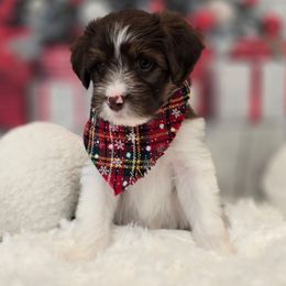 Marilyn - Brown female Double Doodle puppy in Prescott Valley, Arizona from Ramirez Family Doodles