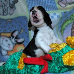 English Springer Spaniel Puppies from Brendael Springer Spaniels