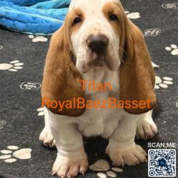 Titan - Red and white male Basset Hound puppy in Sidney, Nebraska from Royal Baez Basset