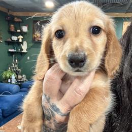 Carter - Red male Dachshund puppy in Cabool, Missouri from Dachshund's of Country Magic Farms in Missouri