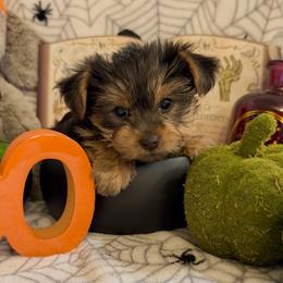 Archer (AKC Tiny) - Black and tan male Yorkshire Terrier puppy in Fairview, West Virginia from Prims Puppies LLC