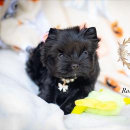 Rose - Black and gold female Yorkshire Terrier puppy in Marmaduke, Arkansas from Copper Ridge Yorkies
