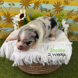 Scooby - Blue merle male Australian Shepherd puppy in El Dorado Springs, Missouri from OR Aussies