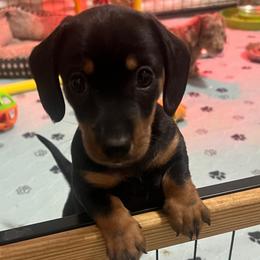 Mr. Black.  AKC - Black and tan male Dachshund puppy in Miami, Florida from Maitime Dachshund