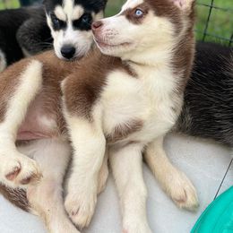 Siberian Husky Puppies from Mount Hope Siberians