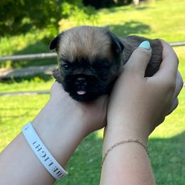 Boy Green Collar - Red male Brussels Griffon puppy in Grove, Oklahoma from Critter918