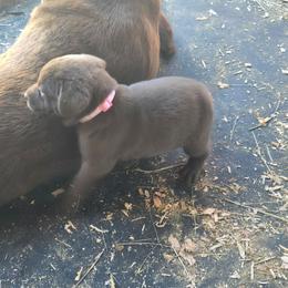 Pink - Chocolate female Labrador Retriever puppy in Astoria, Oregon from Tahoma Sunrise