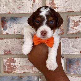 Rolo - Tri-color male Bernedoodle puppy in Richmond, Texas from Harper’s Heartbeats