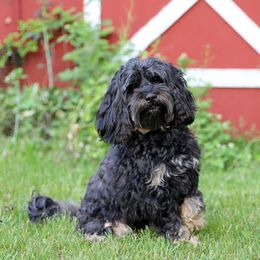 Cinder - Cockapoo