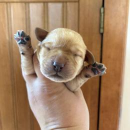 (Yellow) 3rd Pick Male - Yellow male Labrador Retriever puppy in Tomahawk, Wisconsin from Mahner Labs
