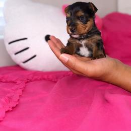 Skye - Black and tan female Yorkshire Terrier puppy in Surprise, Arizona from Taylored Pups