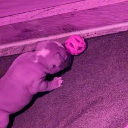 Olde English Bulldogge Puppies from Bachman Olde English Bulldogge LLC