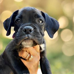 Boxer Puppies from Winchester Boxers