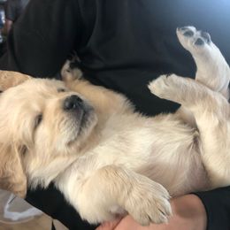 Goldendoodle Puppies from Kellee's Goldendoodles
