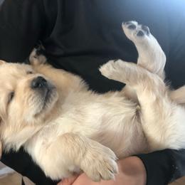 Goldendoodle Puppies from Kellee's Goldendoodles