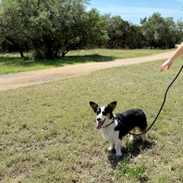 Paquito - Black and tan male Pembroke Welsh Corgi puppy in Johnson City, Texas from McCall Creek Corgis