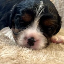 Cavalier King Charles Spaniels from Troester Basin Farm