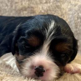 Cavalier King Charles Spaniels from Troester Basin Farm