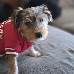 Yorkshire Terriers from Sandra's Yorkies