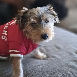 Yorkshire Terriers from Sandra's Yorkies