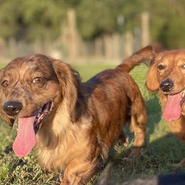 Dachshunds from Saban Nation