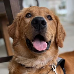 Owlbert - Golden Retriever