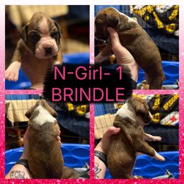 N-Girl-3 - Brindle female Boxer puppy in Evington, Virginia from Buffalo Creek Boxers
