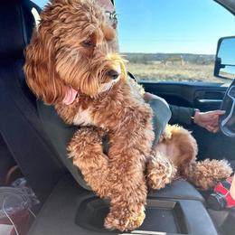 Bernedoodle and Goldendoodle Puppies from Hello Doodle Ranch