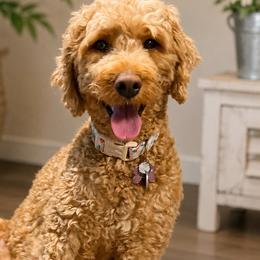 Noel - Goldendoodle
