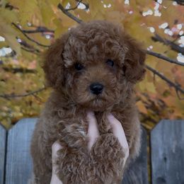 Charlie Brown - Apricot male Assorted Doodle Crosses puppy in Yuba City, California from Lucky Day Doodles