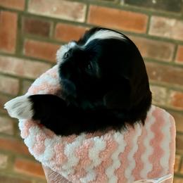 Sasha - Black and white female Shih Tzu puppy in Victorville, California from Precioustzus