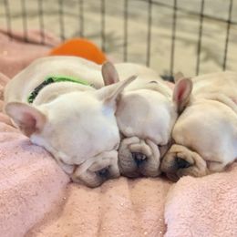 French Bulldog, Goldendoodle, and Golden Retriever Puppies from Crystal Coast Kennels, LLC