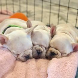 French Bulldog, Goldendoodle, and Golden Retriever Puppies from Crystal Coast Kennels, LLC