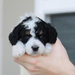 Parti Tri Female - Parti female Poodle puppy in Jacksonville, Florida from Lolo’s Aussiedoodle
