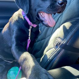 Labrador Retriever Puppies from Triple L Labs & Co.
