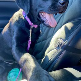Labrador Retriever Puppies from Triple L Labs & Co.