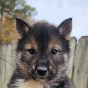 Boy 1 - Shikoku puppy from Hachidori Sou