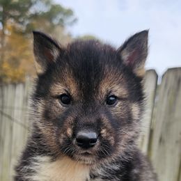 Boy 1 - Shikoku puppy from Hachidori Sou