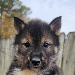 Boy 1 - Shikoku puppy from Hachidori Sou