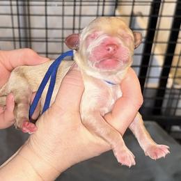 Blue collar - Cream male Goldendoodle puppy in Prosperity, Pennsylvania from Stelladoodles & Company