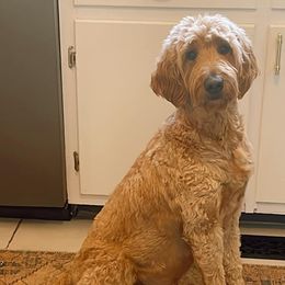 Goldendoodles and Poodles from Fancy Farm Doodles & Poodles