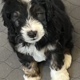 Aussiedoodle Puppies from Cornerstone Aussiedoodle Dogs
