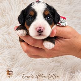 Ivory - Merle female Bernedoodle puppy in Norcross, Georgia from Teddy Puppies