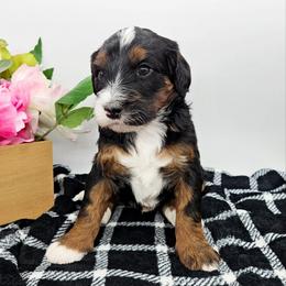Pippin - Tri-color male Bernedoodle puppy in Granton, Wisconsin from Rose River Farms
