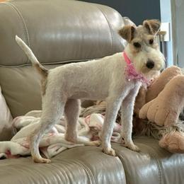 Lainey - Wire Fox Terrier