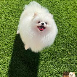 Winter - Pomeranian