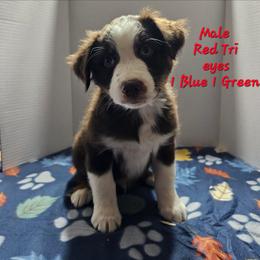 Kyle - Red tri-color male Australian Shepherd puppy in Crestline, Ohio from High Desert Aussies