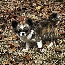 RUMOR - Chihuahua
