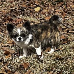 RUMOR - Chihuahua